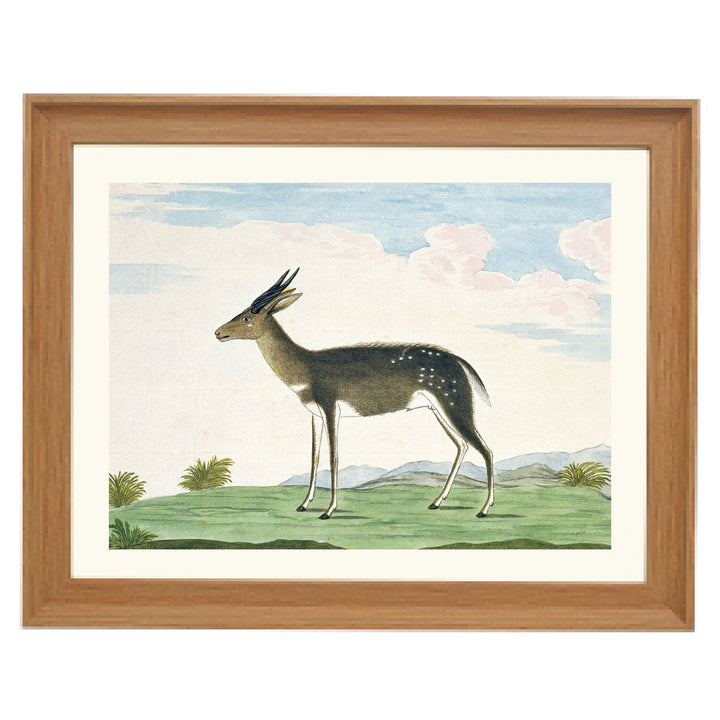 The Bushbuck Art Print