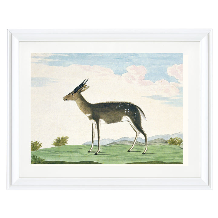 The Bushbuck Art Print