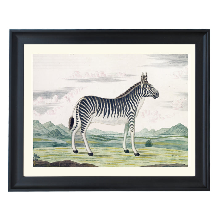 The Zebra Art Print