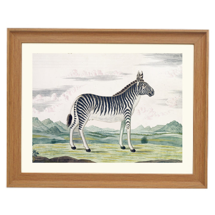 The Zebra Art Print