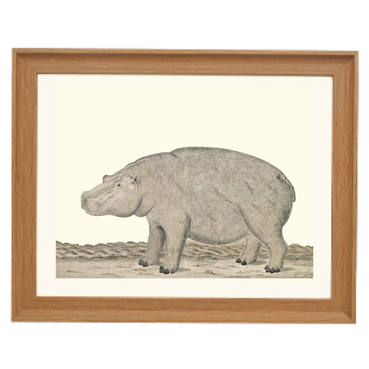 The Hippopotamus Art Print