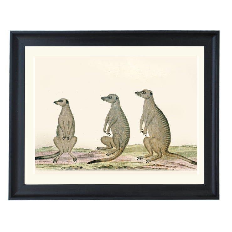 The Meerkats Art Print