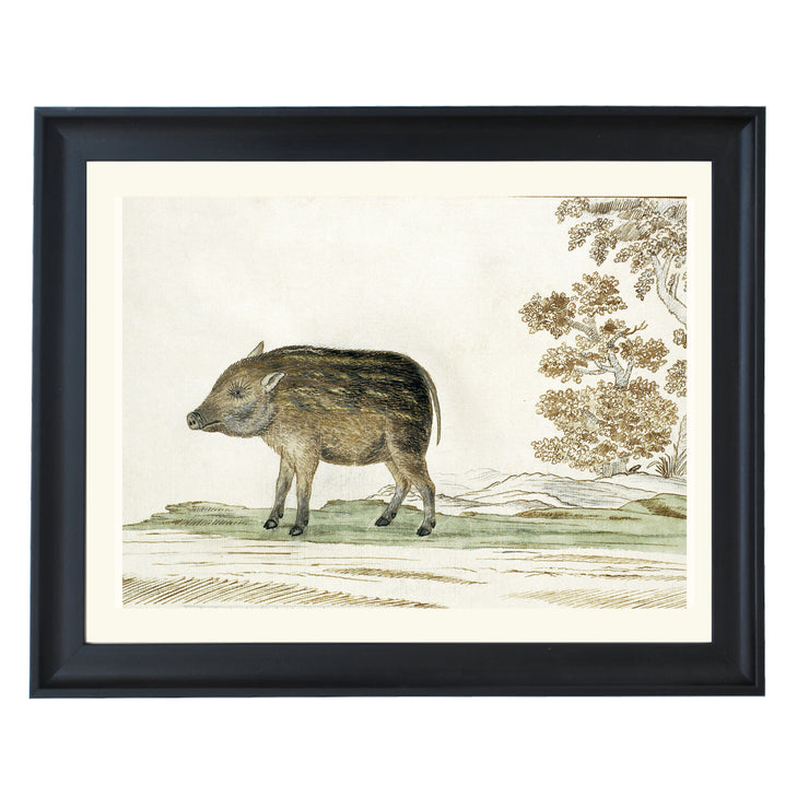 The Wild Boar Art Print