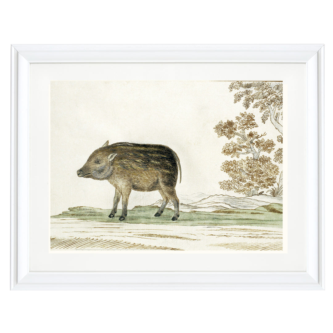 The Wild Boar Art Print