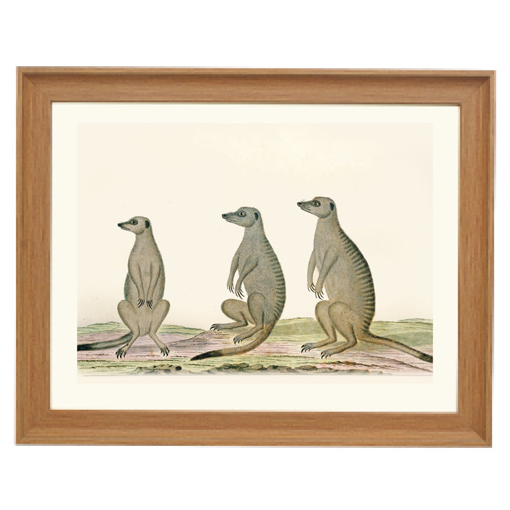 The Meerkats Art Print