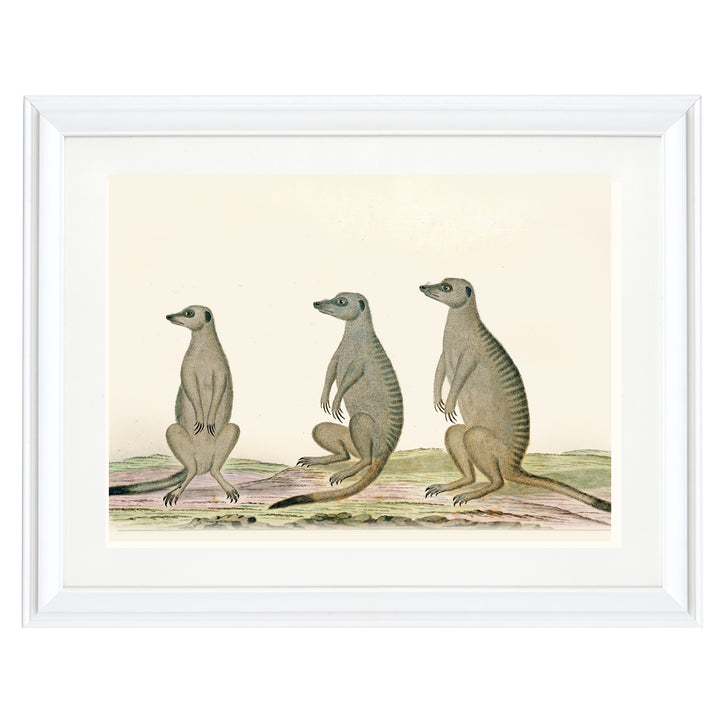 The Meerkats Art Print