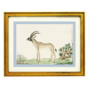 The Roan Antelope Art Print