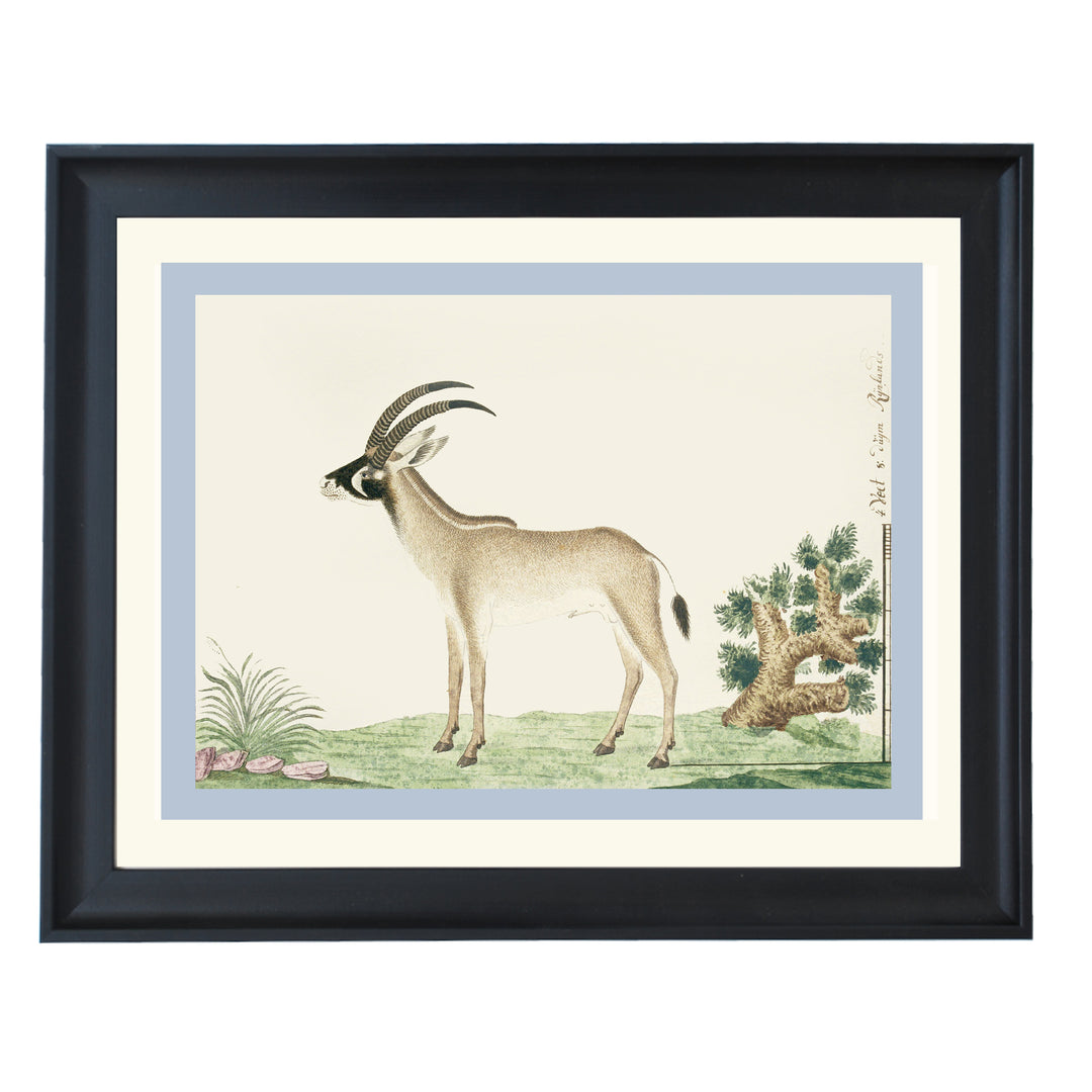 The Roan Antelope Art Print