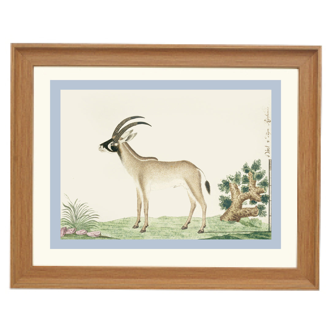 The Roan Antelope Art Print