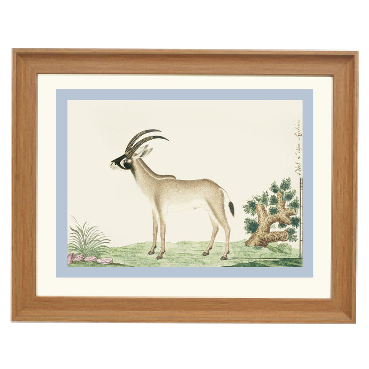 The Roan Antelope Art Print