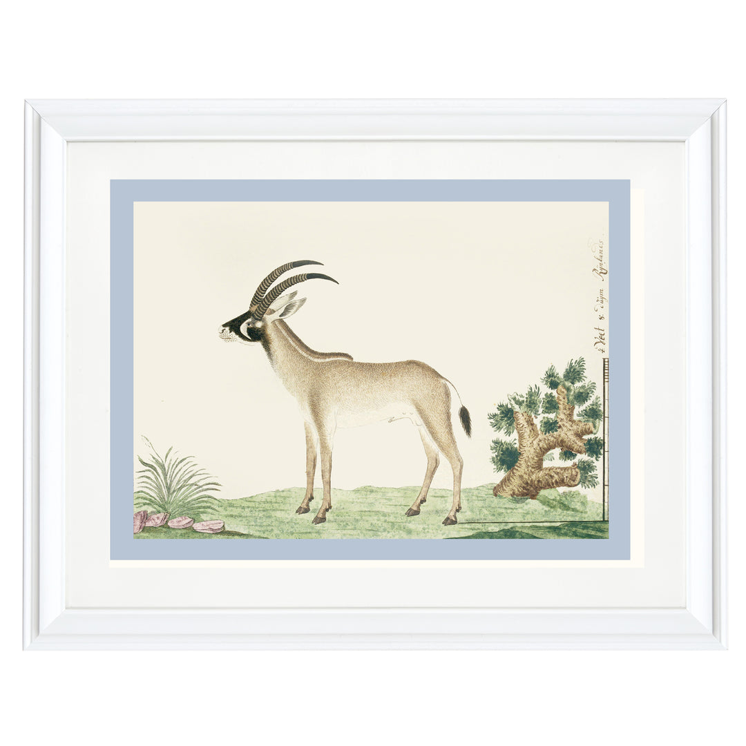 The Roan Antelope Art Print