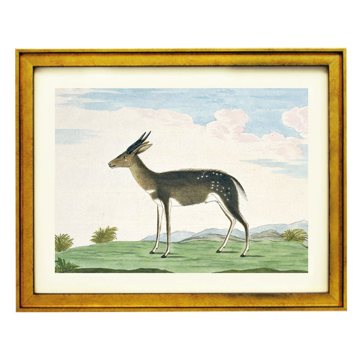 The Bushbuck Art Print