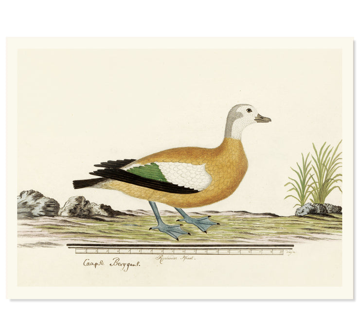 The Common Crane Art Print