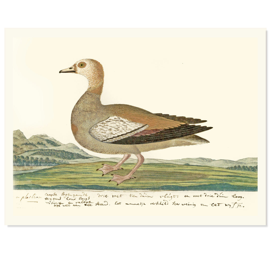 The Cape Teal Art Print