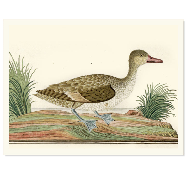 Majestic Mallard Art Print