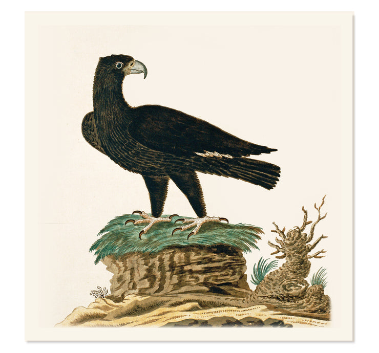 The Verreaux's Eagle Art Print
