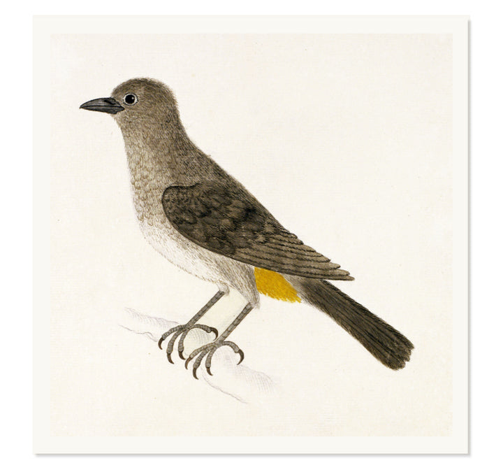 The Cape Bulbul Art Print