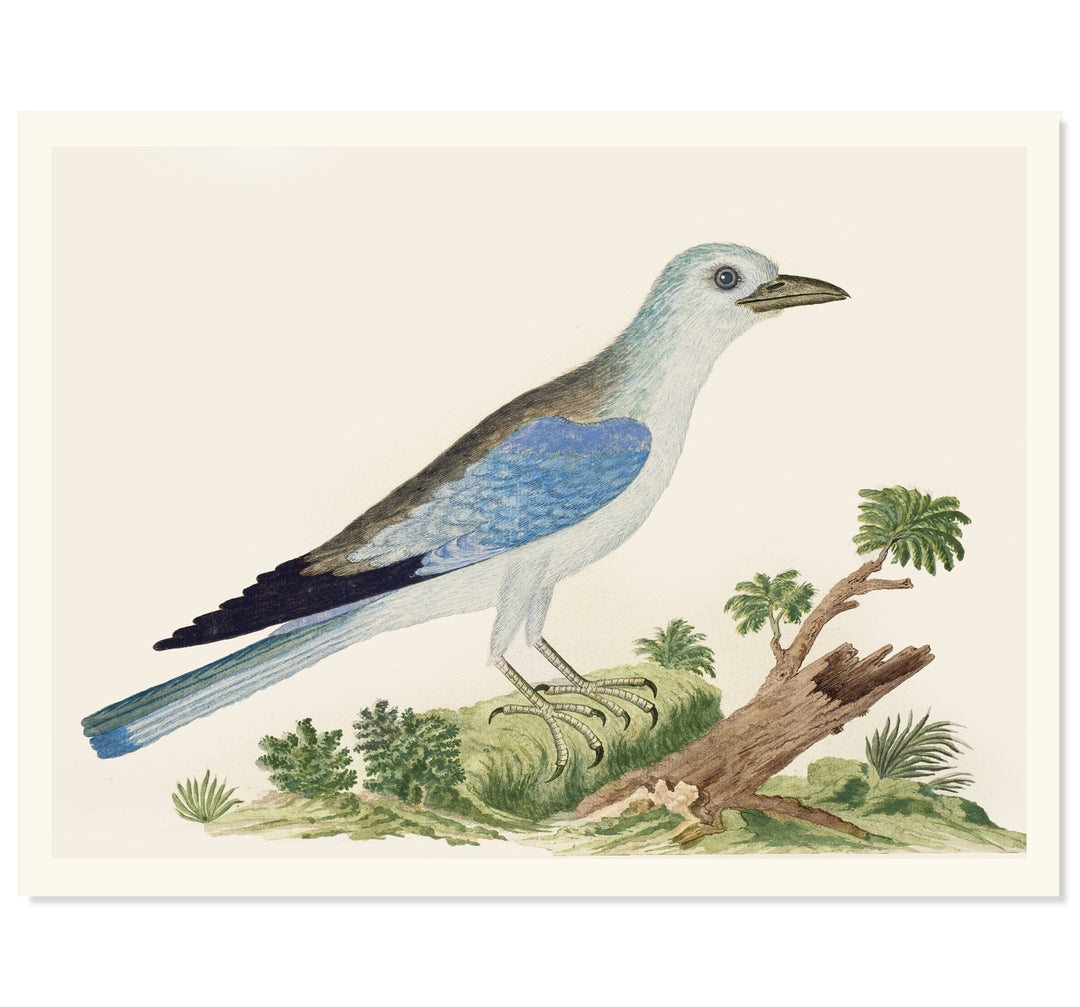 The Blue Jay Art Print