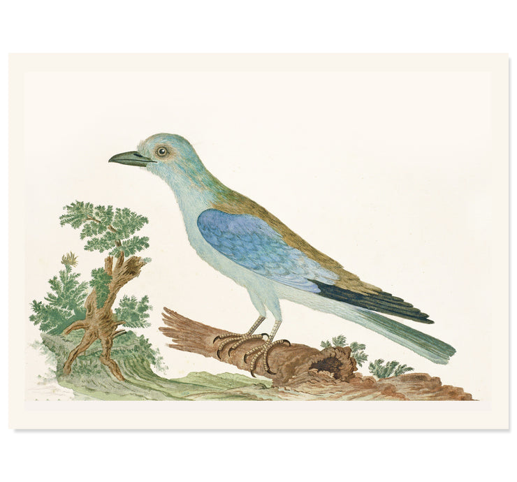Azure Avian Art Print