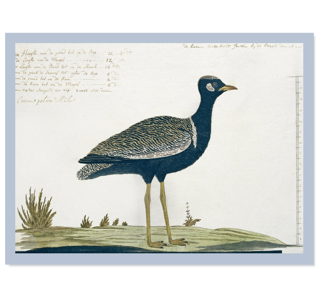 Southern black Korhaan Art Print