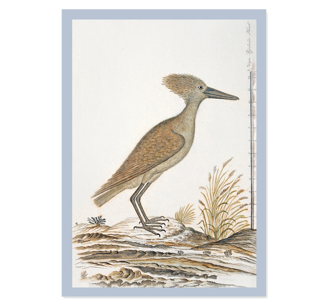 The Hamerkop Art Print