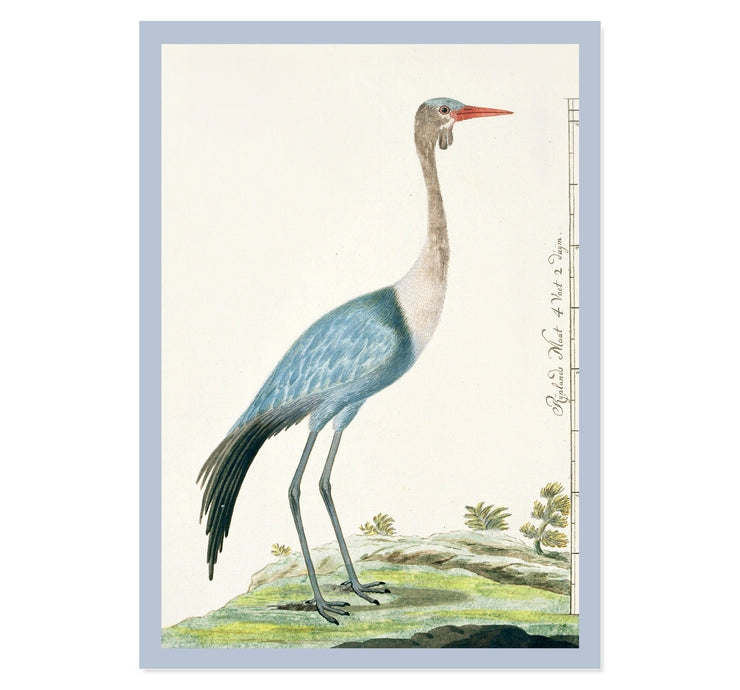 The Wattled Crane Art Print