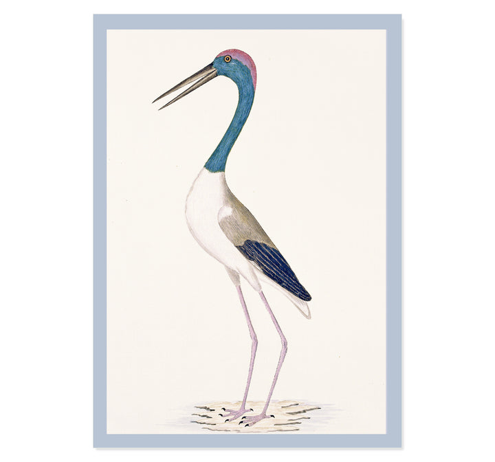 The Black-Necked Stork Art Print