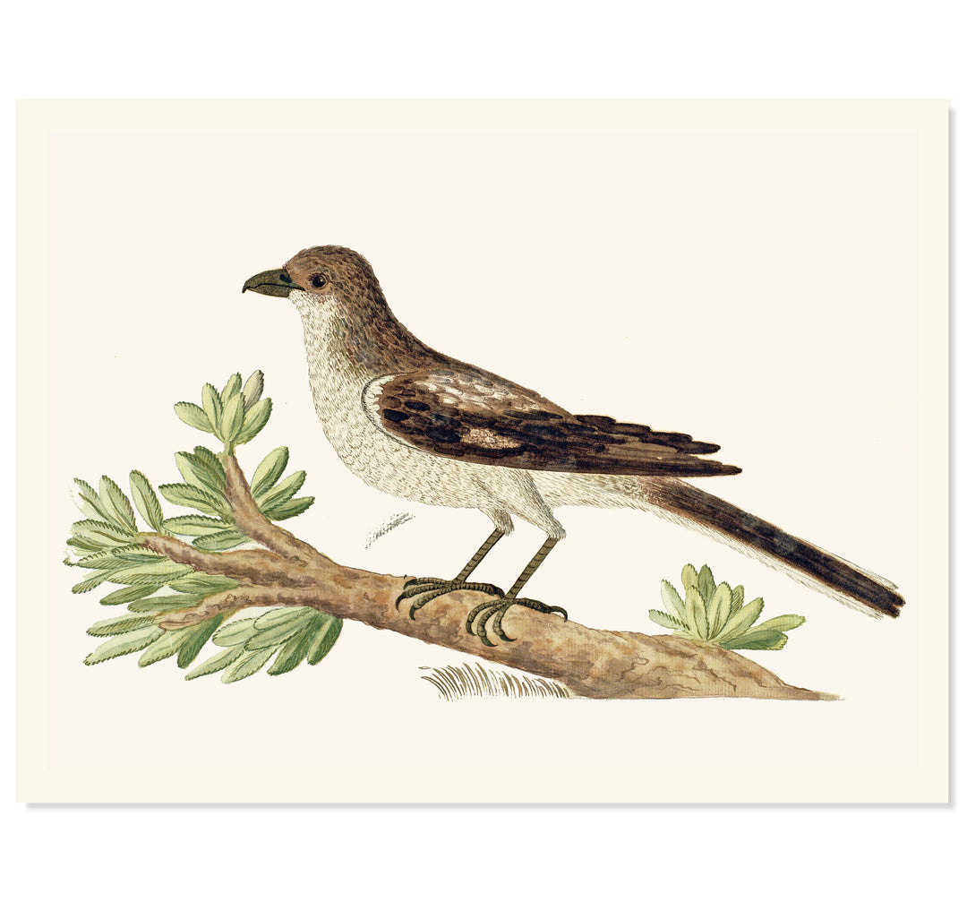 The Southern Fiscal Shrike Art Print