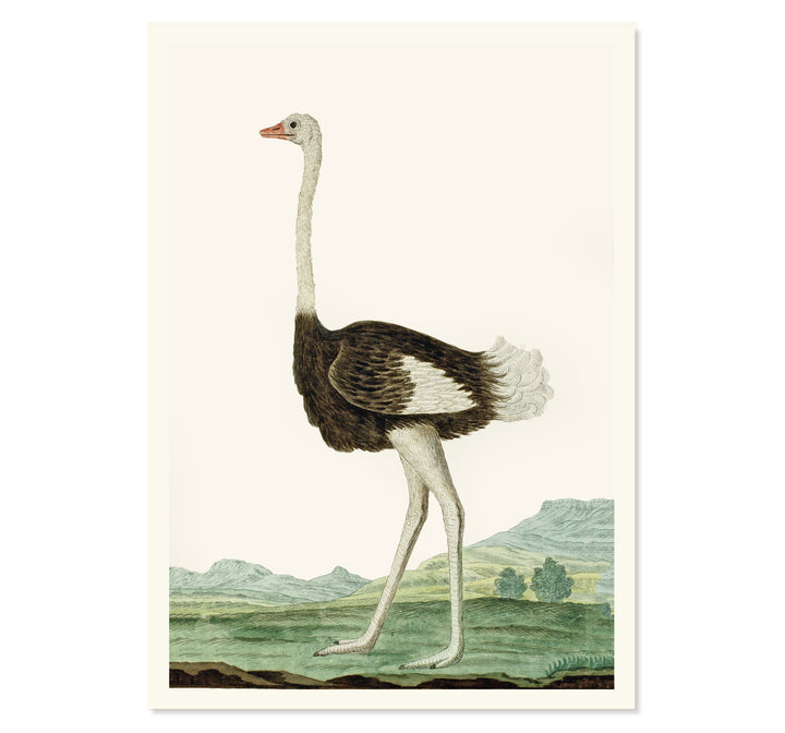 The Ostrich Art Print