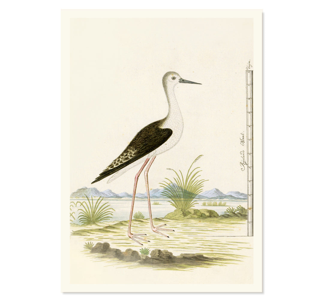 The Black-winged Stilt Art Print