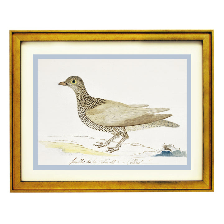 Double-banded partridge Art Print