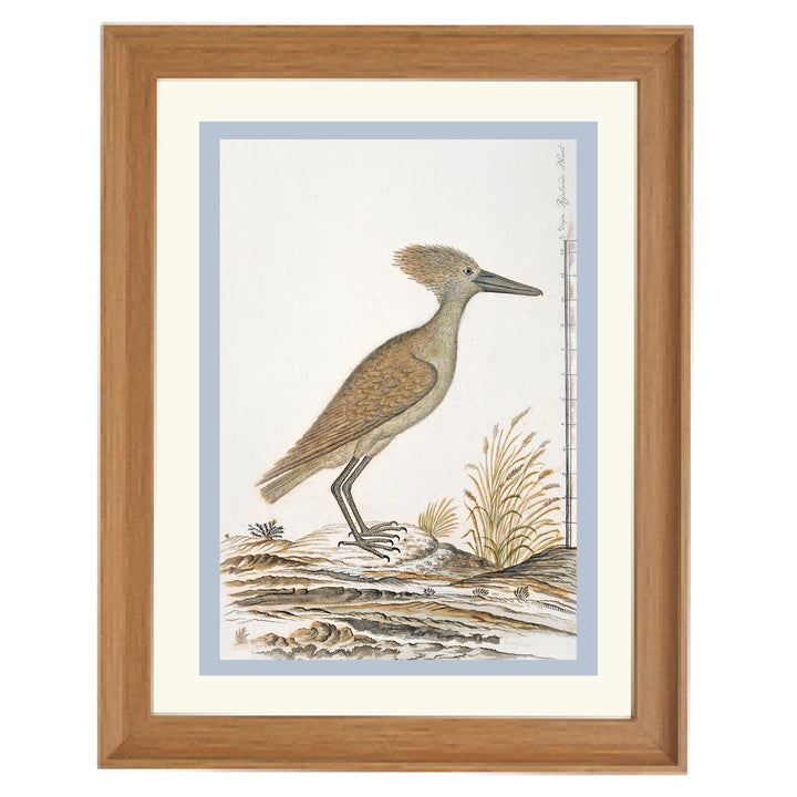 The Hamerkop Art Print