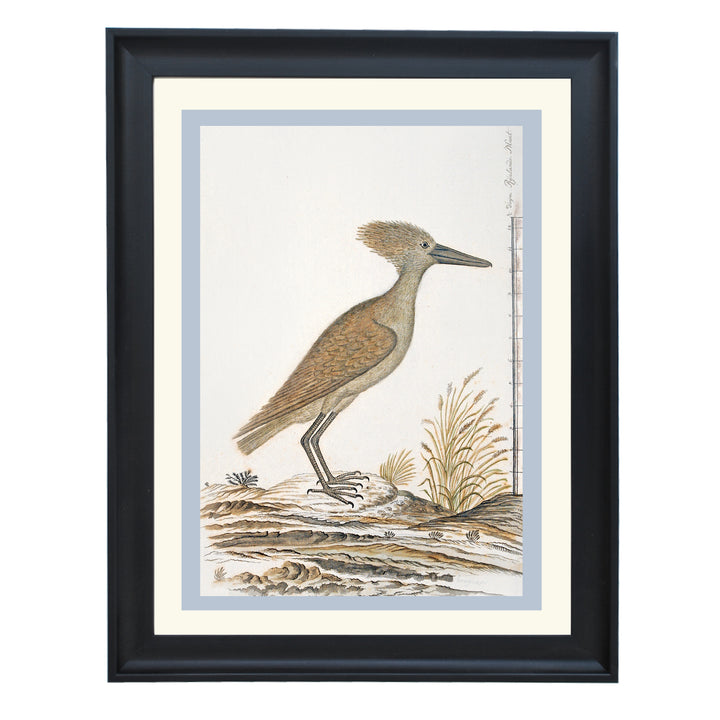 The Hamerkop Art Print