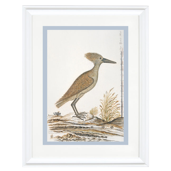 The Hamerkop Art Print