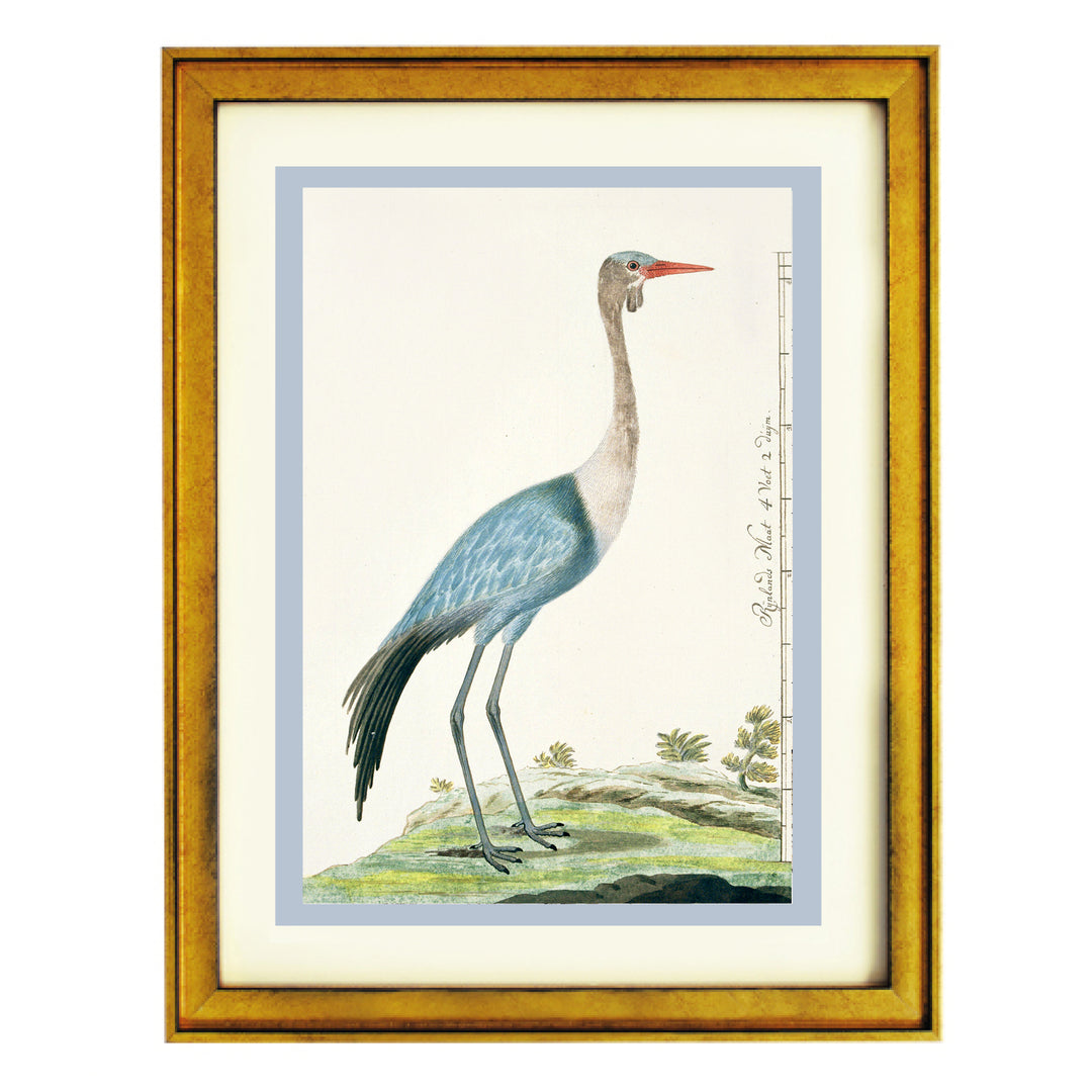 The Wattled Crane Art Print