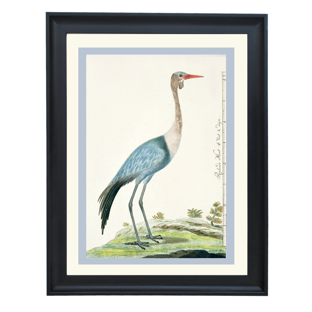 The Wattled Crane Art Print