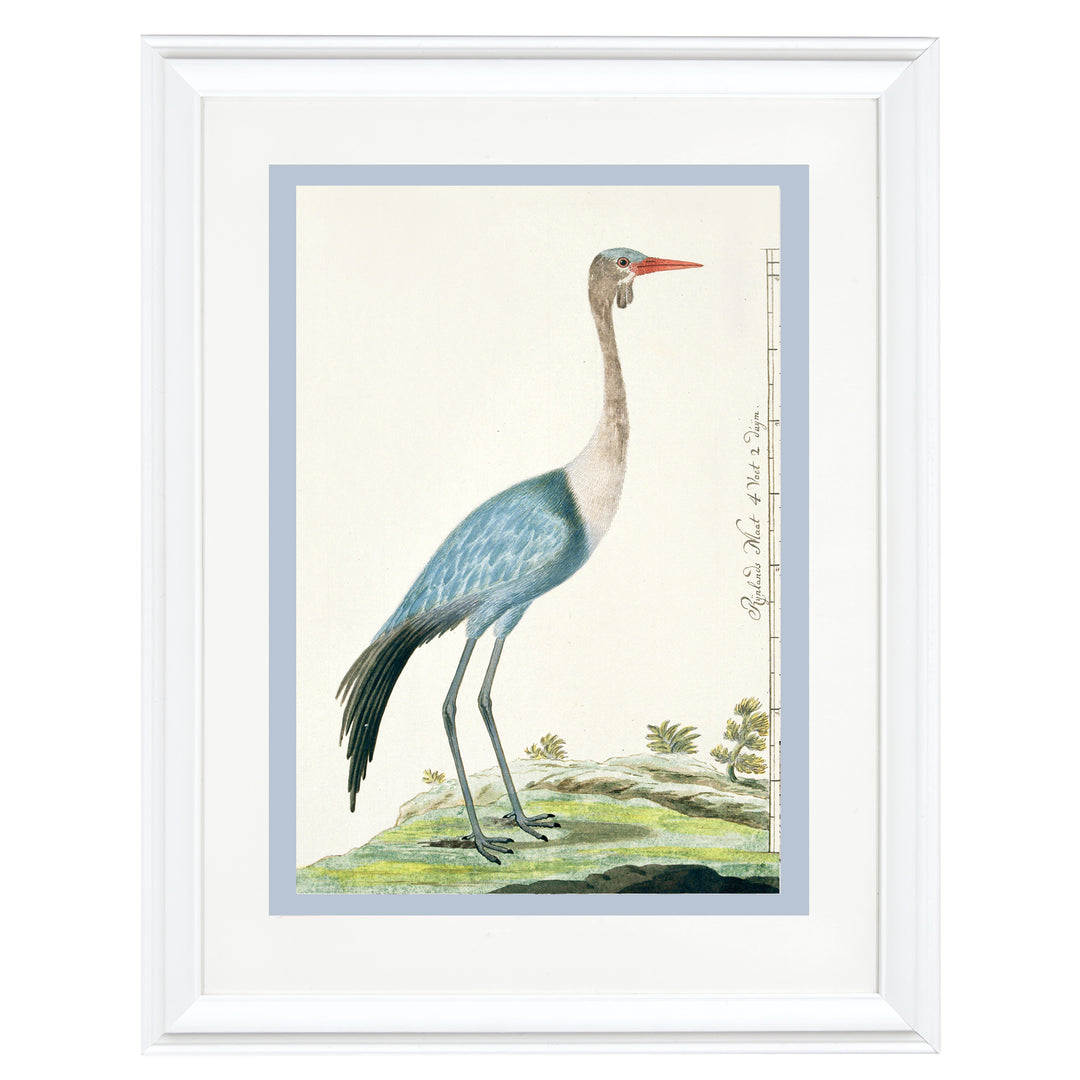 The Wattled Crane Art Print