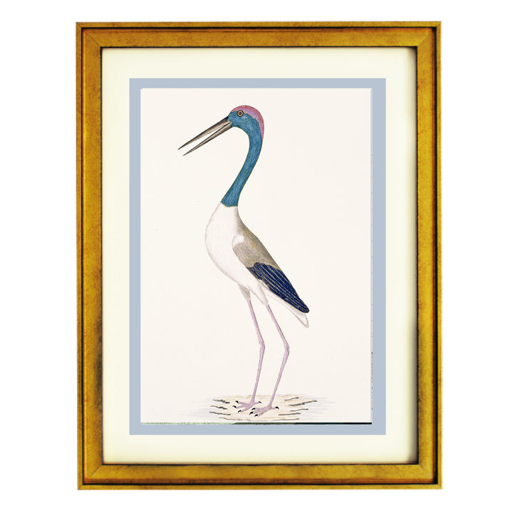 The Black-Necked Stork Art Print