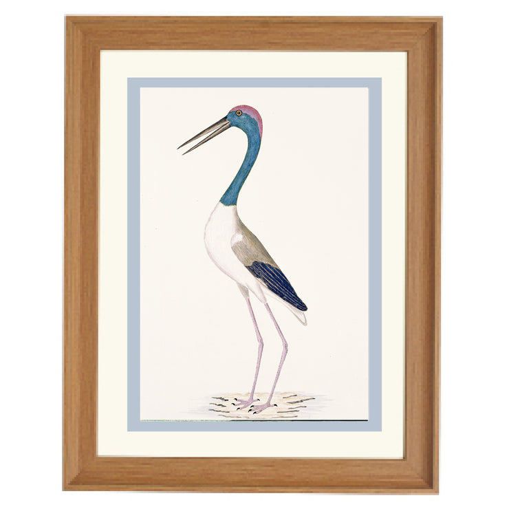 The Black-Necked Stork Art Print