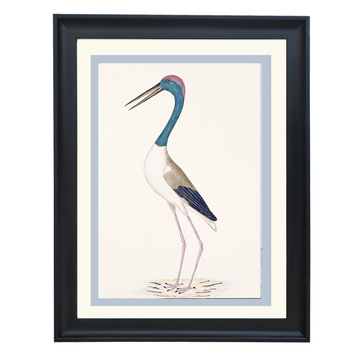 The Black-Necked Stork Art Print