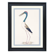 The Black-Necked Stork Art Print
