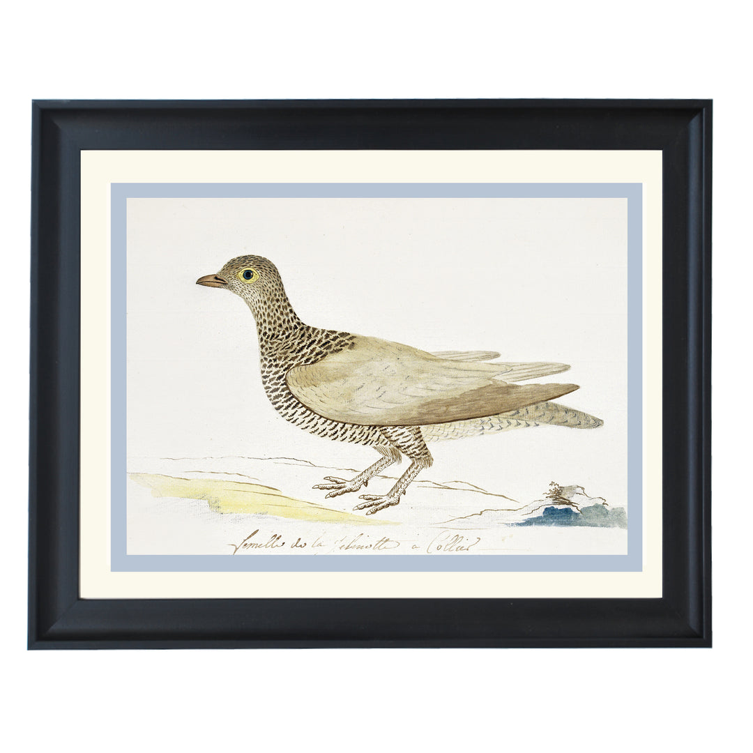 Double-banded partridge Art Print