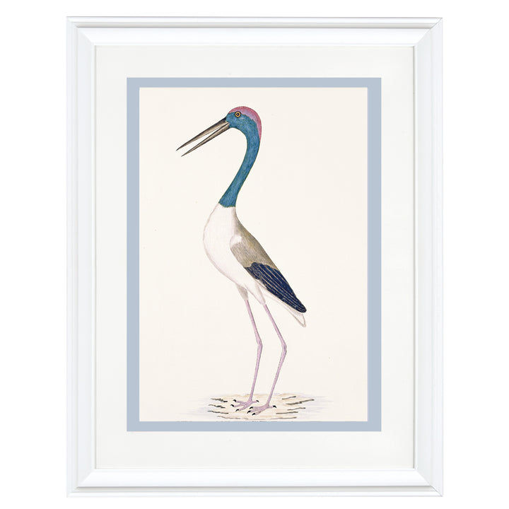 The Black-Necked Stork Art Print