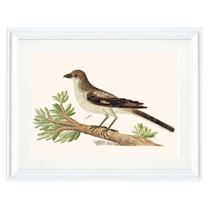 The Southern Fiscal Shrike Art Print