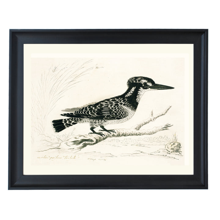 The Pied Kingfisher Art Print