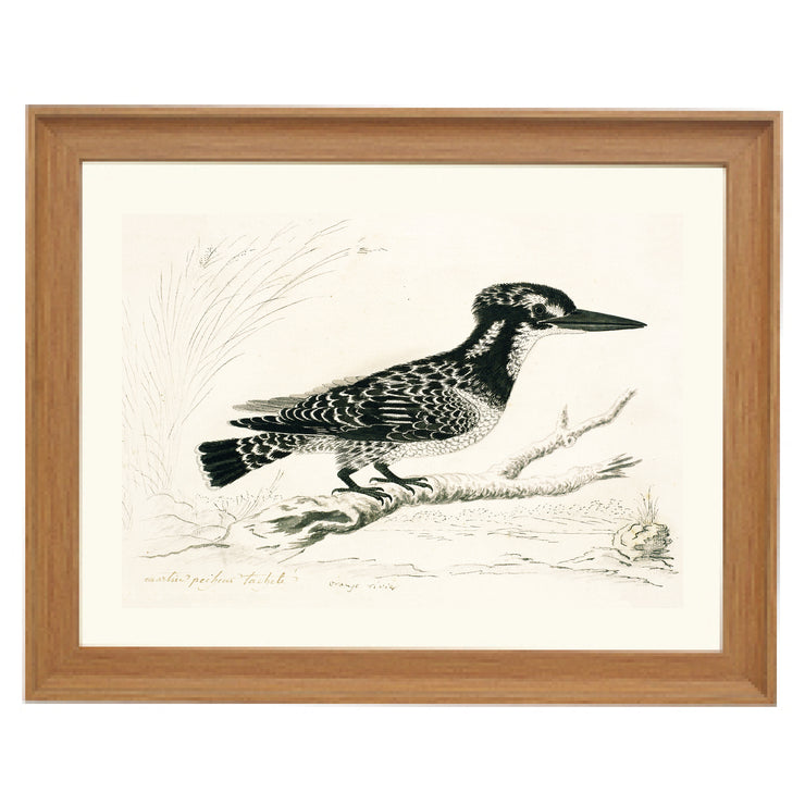 The Pied Kingfisher Art Print