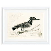 The Pied Kingfisher Art Print