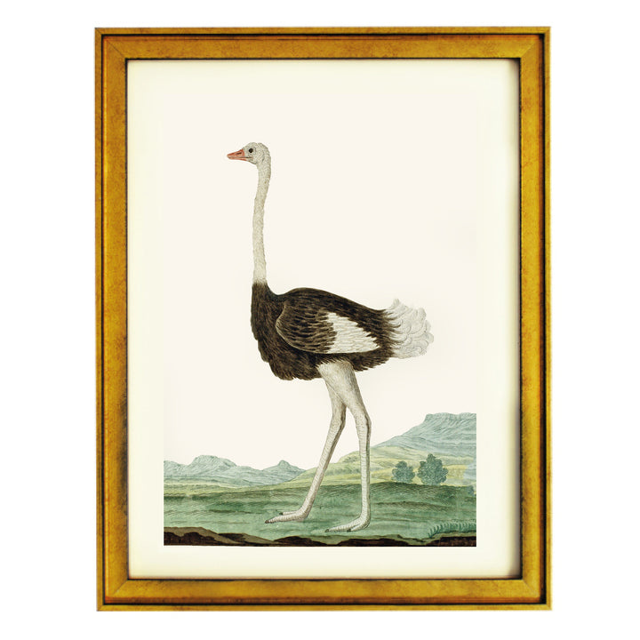 The Ostrich Art Print