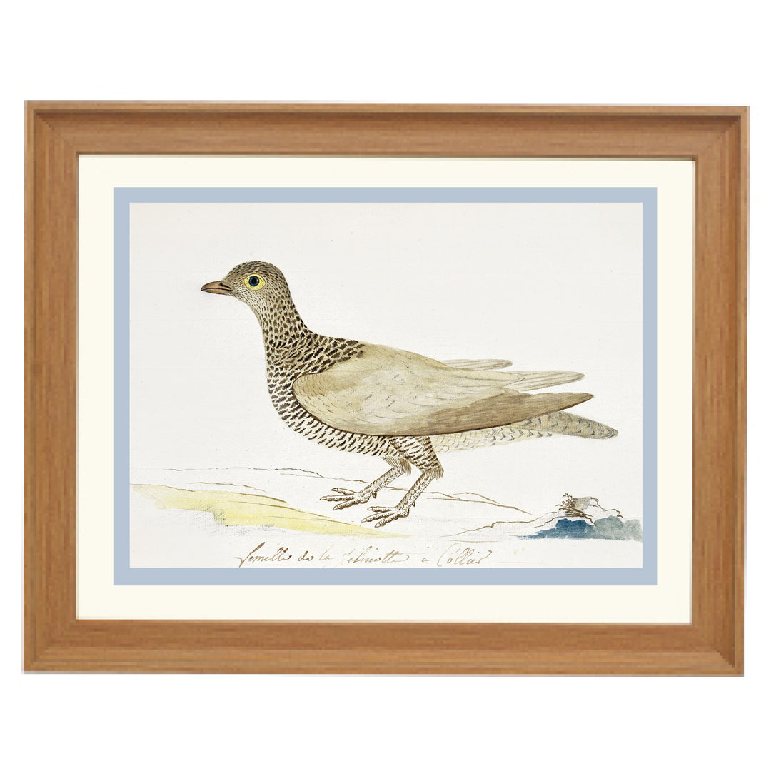 Double-banded partridge Art Print