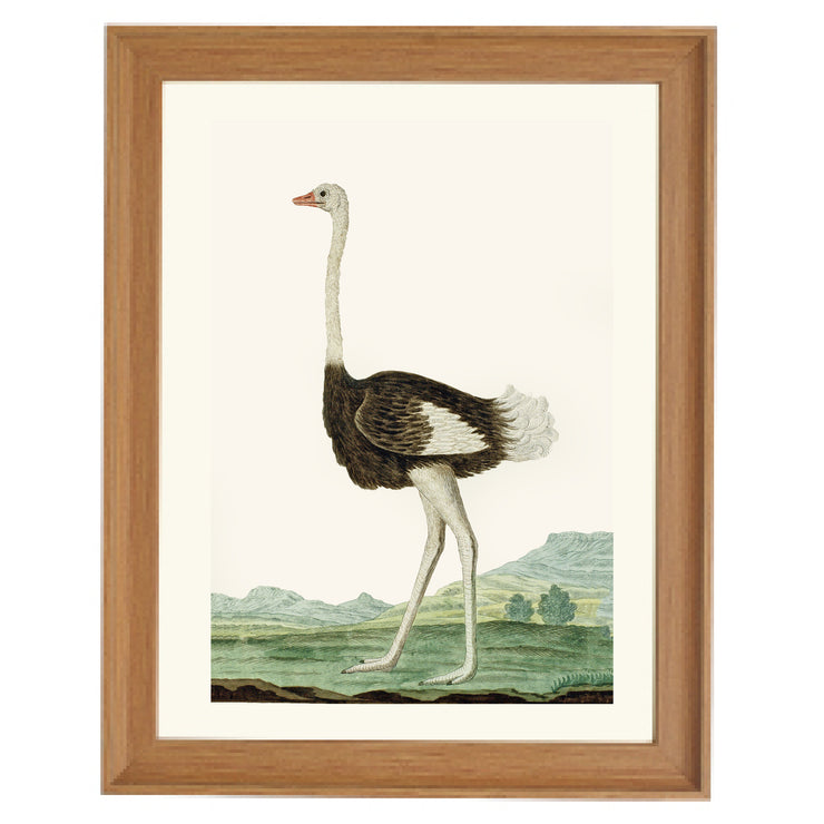 The Ostrich Art Print